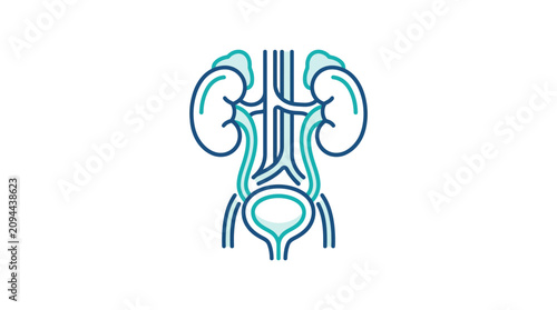 Human Urinary System Vector Illustration