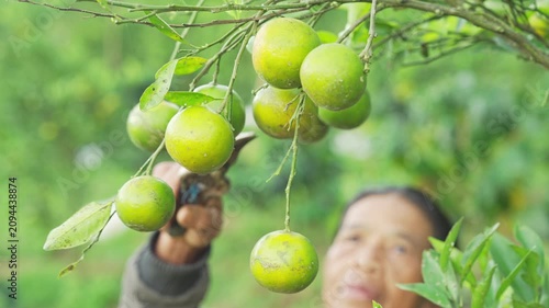 farmer hand harvesting green siam oranges, citrus nobilis, a tropical citrus tangerine fruit, pruning shears, on farm, plantation, field, in bali, indonesia, southeast asia, closeup slow motion shot
