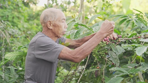 Old man arabica farmer hand picking or harvesting ripe red coffee cherry or berry on plant or tree in farm, field, plantation, in bali, indonesia, southeast asia, grey hair, wrinkled