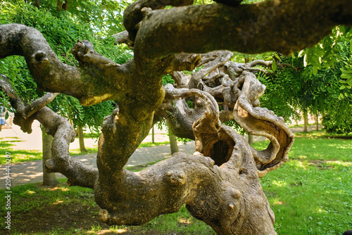 Bild auf Leinwand Old gnarled tree trunk with numerous twisted textured branches and hollows, close up of pareidolia concept in summer park