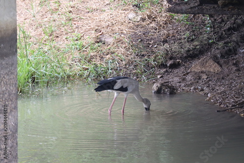 Canvas Print An Asian Openbill Stork Foraging in Shallow Water