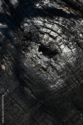 Burnt old walnut wood tree background