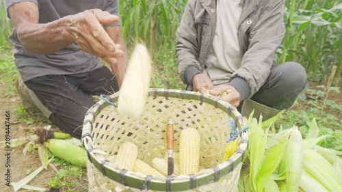 balinese farmers harvesting young sweet corn in hand woven basket on farm, field, plantation in bali, indonesia, southeast asia