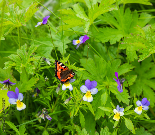Schmetterling auf Stiefmütterchen in einer Wildblumenwiese