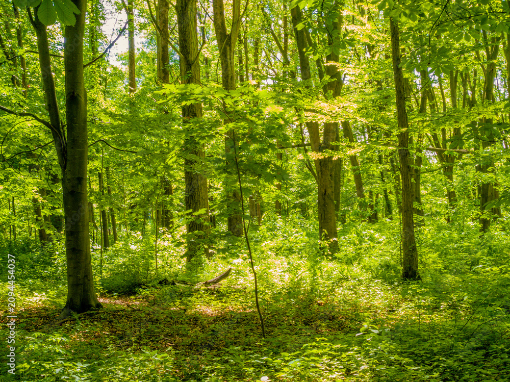 Obraz premium Sunny green forest in the morning. Fairytale landscape with deciduous trees. Bright woods, beautiful nature.