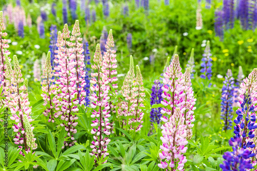 Mehrfarbige Lupinen in einer Wildblumenwiese