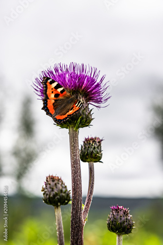Violette Distel freigestellt vor weissem Himmel mit Schmetterling