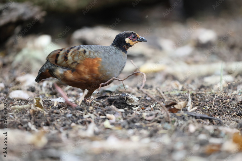 Obraz premium Chestnut-bellied partridge (Arborophila javanica) also known as chestnut-bellied hill-partridge or Javan hill-partridge in Java Island, Indonesia