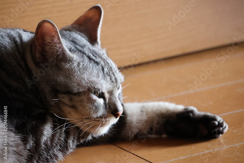 Fotografie A languid house cat at twilight
