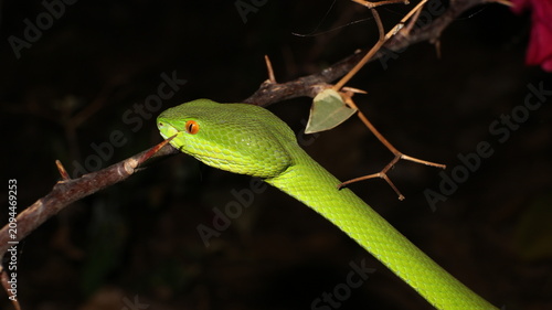  snake at night