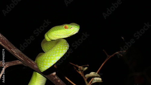 snake in the grass