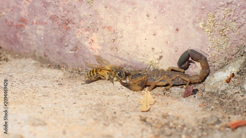 scorpion and bee
