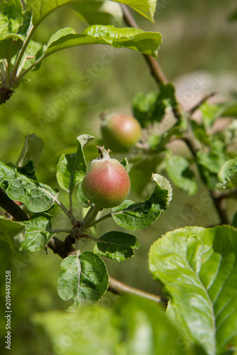 Landsberger Reinette Apples on a branch