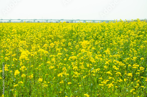 Canvas Print field of rape