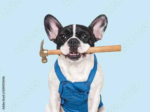 Obraz na plátně Cute French bulldog in a blue overalls with a hammer
