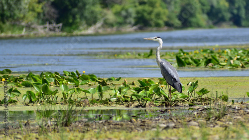 Bild auf Leinwand Grey heron on the river among water lilies.