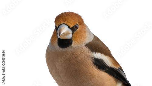 Schilderij op canvas Isolated beautiful adult Hawfinch, a robust finch with a large beak and rich plu
