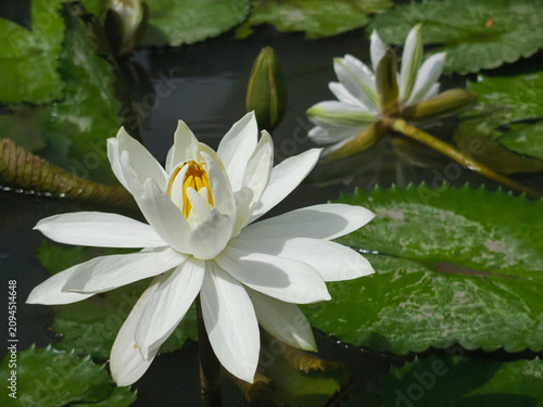 white water lily