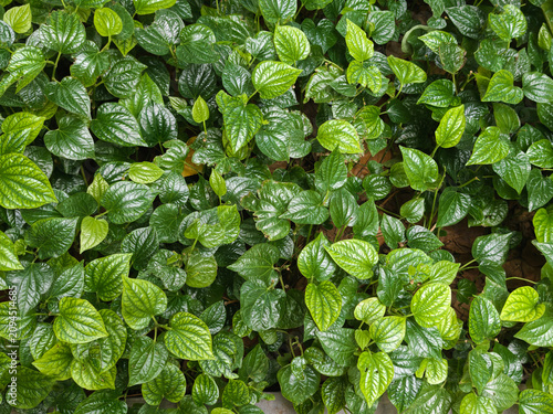 green leaves background