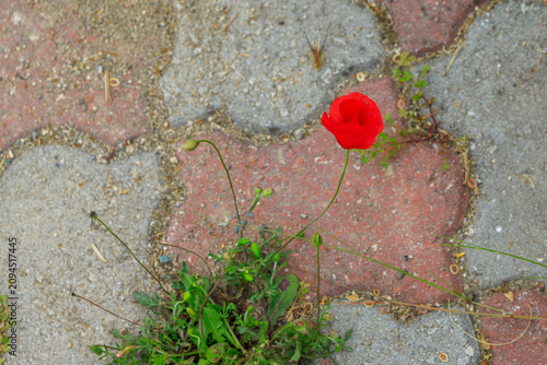 A wild poppy with a red flower grew through a concrete tiles. View from above, blurred background