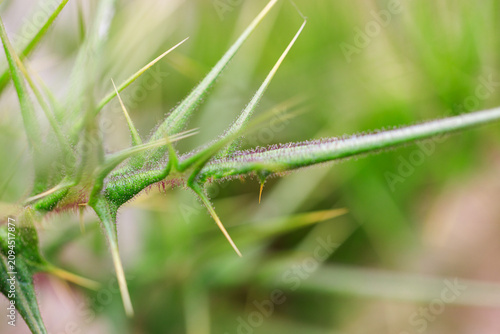 Close-up of thorny plant with sharp spines for background. Selective focus, blurred background