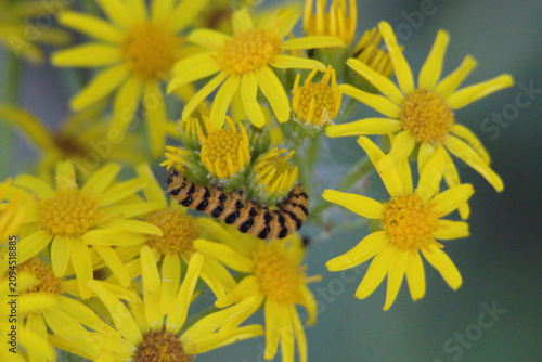 Valokuva A distinctively striped black and orange cinnabar moth caterpillar feeds on a cluster of yellow ragwort flowers