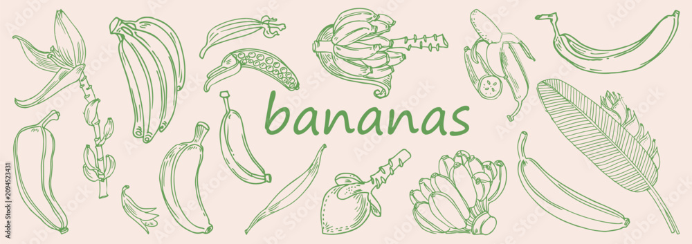 Fototapeta premium Bananas vector elements collection. Hand drawn green line art doodle illustration of fresh tropical bananas, banana bunch, and peeled fruit.