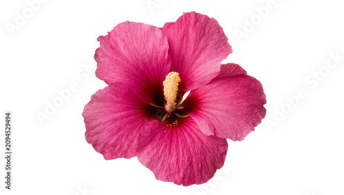 Photos Isolated vibrant pink hibiscus flower with detailed petals and prominent yellow