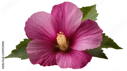 Fotografía Isolated vibrant pink hibiscus flower blossom with green leaves close-up studio
