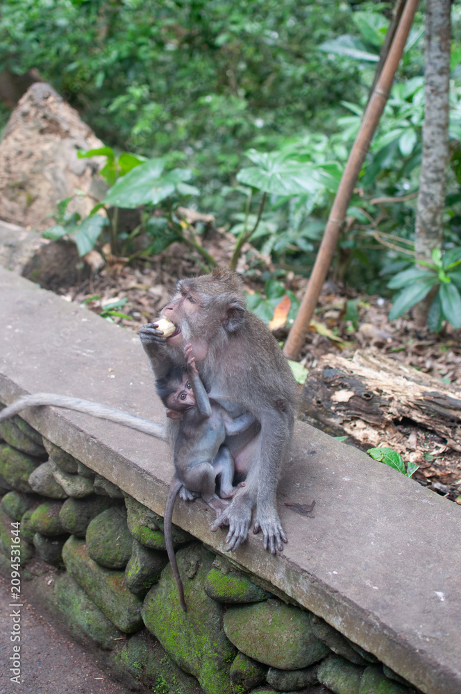 Fototapeta premium monkey in park
