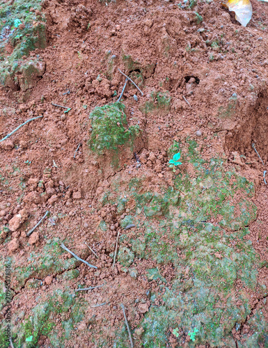 Bild auf Leinwand Red clay soil texture background with green moss and small sprout close-up