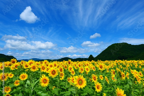 夏空に向かうひまわり。遠野、岩手、日本。8月中旬。