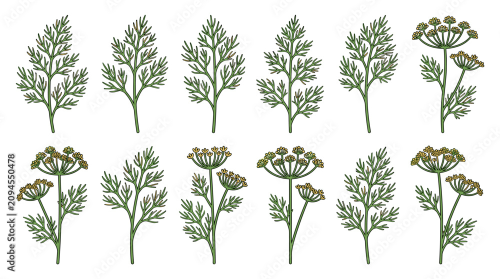 Fototapeta premium Premium Dill Botanical Collection Isolated on White Background