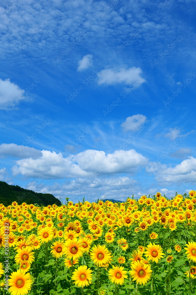 Fototapeta premium 夏空に向かうひまわり。遠野、岩手、日本。8月中旬。
