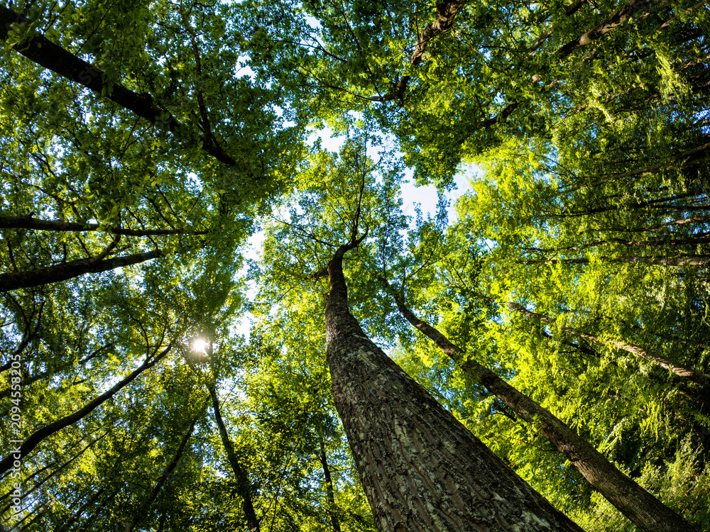 Fototapeta premium Foresta di Cerro in estate