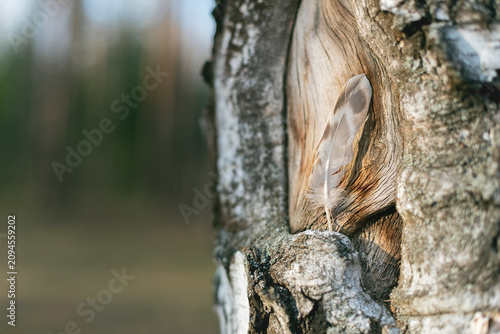 Tableau sur toile Damaged Birch Bark with Embedded Feather Shallow Focus