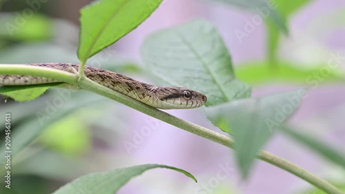 茎の上で舌を出し、葉の陰へと前進して進むアオダイショウの幼蛇