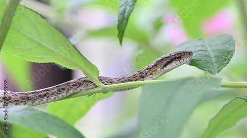 茎の上で舌を出し、前進して進むアオダイショウの幼蛇