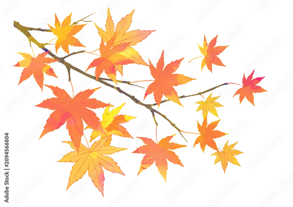 Fototapeta premium シンプルな枝付き紅葉のイラスト 水彩風