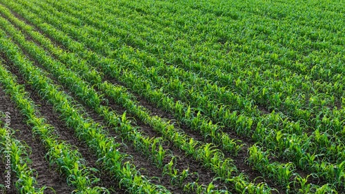 Green maize plants covering farmland in organized cultivation lines. Aerial perspective over young corn field with emerging crops and managed agricultural terrain. Agronomy field monitoring and large