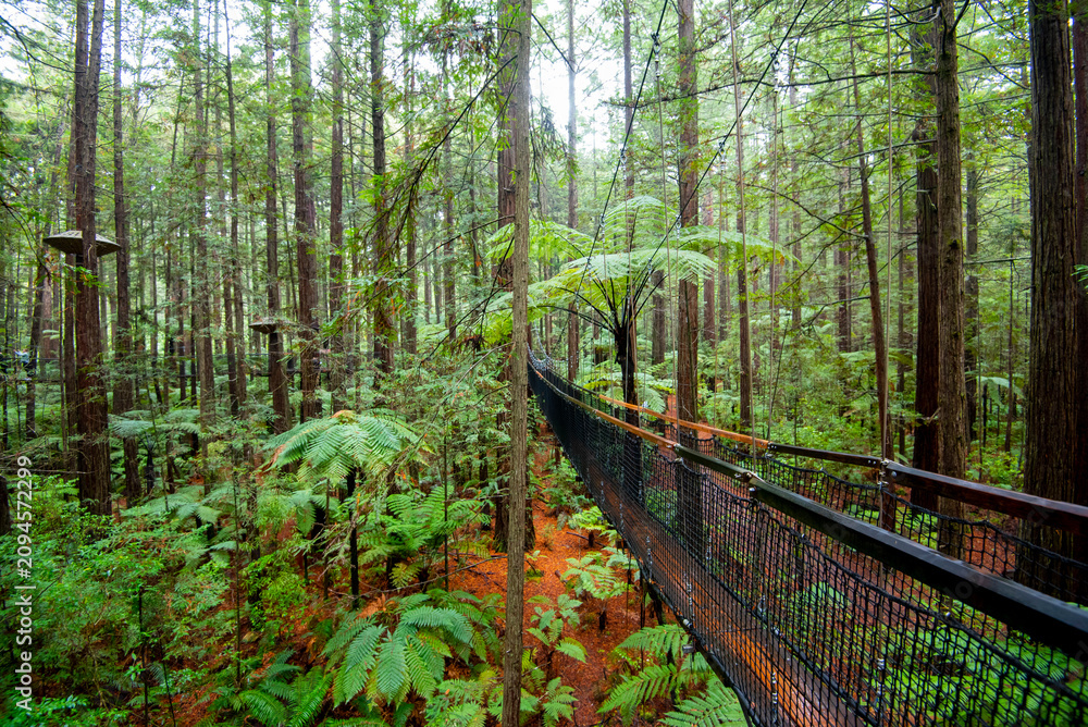 Obraz premium Redwoods Treewalk in Rotorua - New Zealand