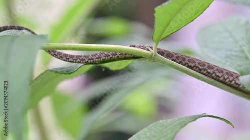 植物の上を移動するアオダイショウのお腹のアップ