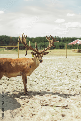 Majestic deer with massive velvet antlers standing in open enclosure