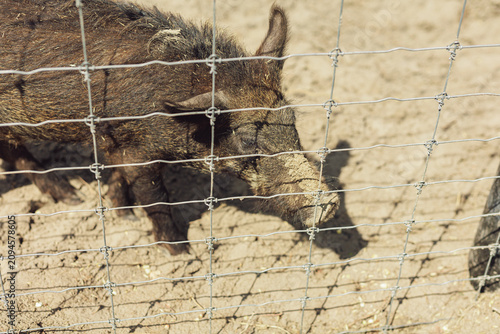 Wild boar or pig standing behind wire mesh fence in enclosure
