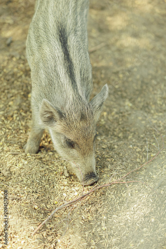 Cute striped wild boar piglet foraging on ground
