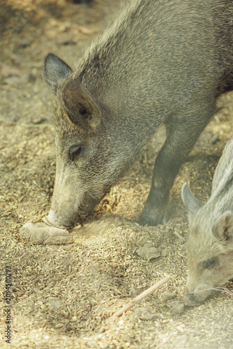Wild boar with its cute striped piglet foraging together on ground