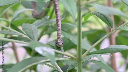植物の上を移動するアオダイショウのアップ