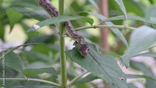 植物の上を移動するアオダイショウの顔のアップ
