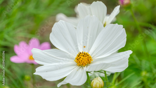 Obraz na plátně Close up of beautiful white cosmos flower blooming with yellow anther in autumn