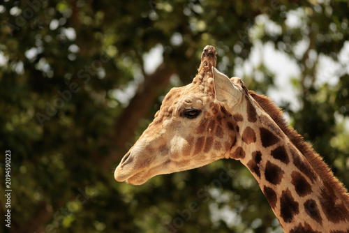 Photography Close up portrait of a giraffe looking sideways against a soft blurred background of green trees and sunny blue sky